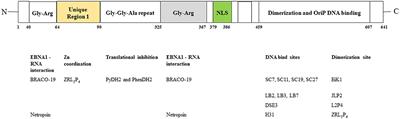 Targeting Epstein-Barr Virus in Nasopharyngeal Carcinoma